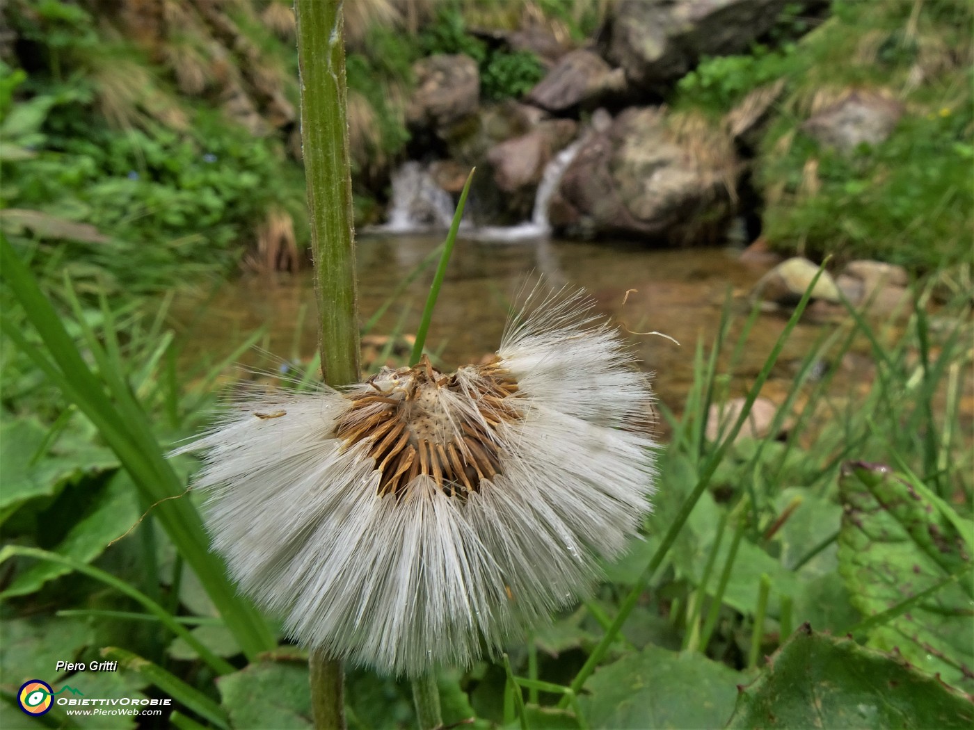 74 Tussilago farfara (Tossillagine comune) in frutto (pappi).JPG